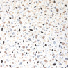 Sol Vinyle/PVC - 4m - terrazzo beige et noir sur fond écru MARMETTE 534 Prestige Ultimate Stone - par IVC